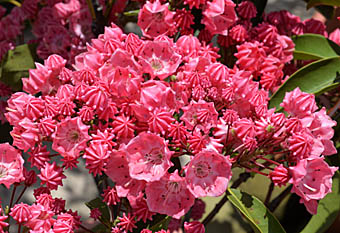 カルミア Kalmia Latifolia ツツジ科 Ericaceae カルミア属 三河の植物観察