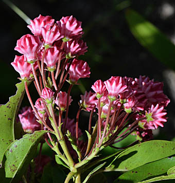 カルミア Kalmia Latifolia ツツジ科 Ericaceae カルミア属 三河の植物観察