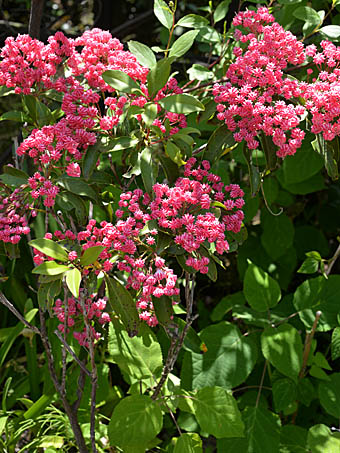 カルミア Kalmia Latifolia ツツジ科 Ericaceae カルミア属 三河の植物観察