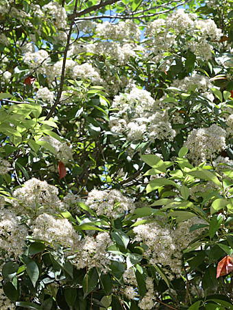 カナメモチ Photinia Glabra バラ科 Rosaceae カナメモチ属 三河の植物観察
