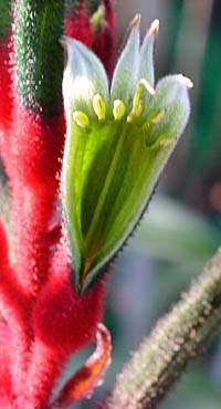 カンガルーポー Bryophyllum Delagoense ハエモドルム科 Haemodoraceae アニゴザントス属 三河の植物観察