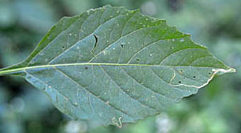 カンザシイヌホオズキ下部の大きな葉
