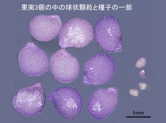 カンザシイヌホオズキ顆粒有りの種子と球状顆粒