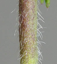 カラクサナズナの茎
