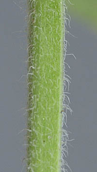 カラミントの茎