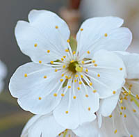 カラミザクラ花