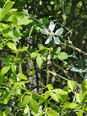 カラタチ Citrus Trifoliata ミカン科 Rutaceae ミカン属 三河の植物観察