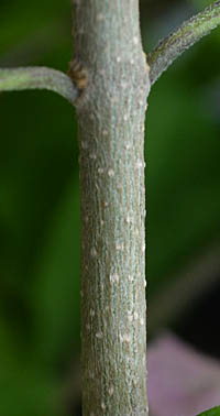 カロミア（パープル・チャイニーズハット）茎