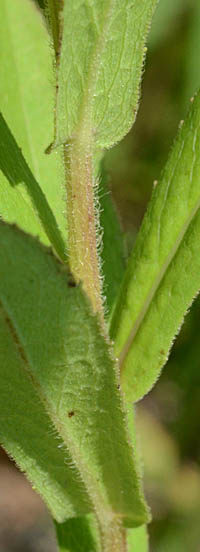 カセンソウ茎と葉の基部