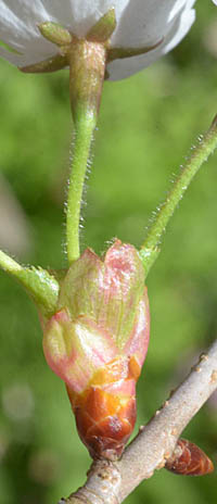 カスミザクラの花柄と苞