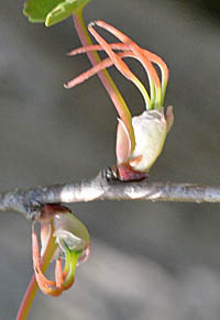 カツラ Cercidiphyllum Japonicum カツラ科 Cercidiphyllaceae カツラ属 三河の植物観察