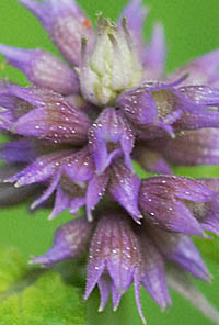 カワミドリの蕾の萼