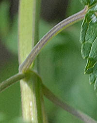 カワミドリの茎と葉柄