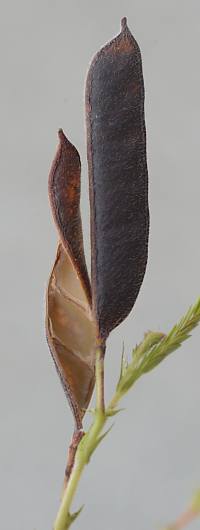 カワラケツメイの果実裂開後