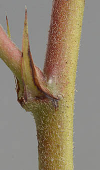 カワラケツメイの托葉と茎