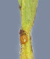 カワラケツメイの葉柄の腺体