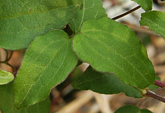 カザグルマの葉