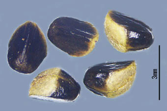 カザンデマリ種子