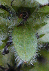 ケブカツルカコソウの苞葉