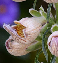 ケジギタリスの花