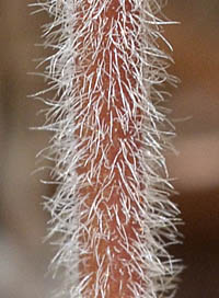 ケカタバミの茎