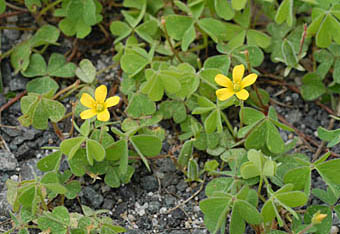 ケカタバミ Oxalis Corniculata Var Trichocaulon カタバミ科 Oxalidaceae カタバミ属 三河の植物観察