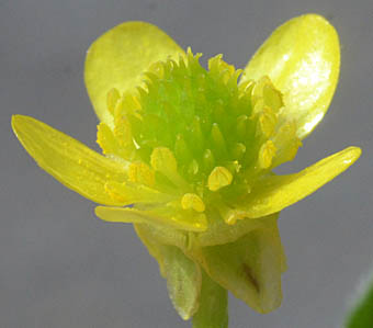 ケキツネノボタン Ranunculus Cantoniensis キンポウゲ科 Ranunculaceae キンポウゲ属 三河の植物観察