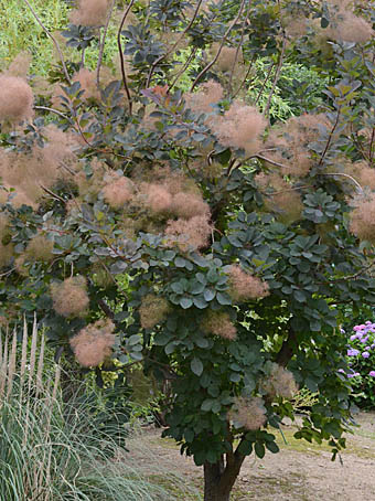 スモークツリー　12本　レッド　フレッシュ　生花　切花　ケムリの木　けむりの木