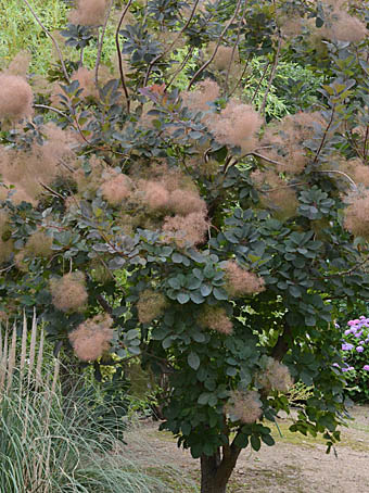 ケムリノキ Cotinus coggygria ウルシ科 Anacardiaceae ケムリノキ属