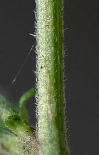 ケシロヨメナの茎