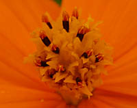 キバナコスモスの筒状花
