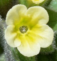 キバナムラサキの花