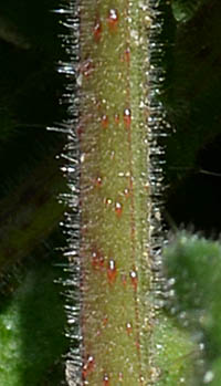 キバナムラサキの茎