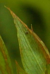 キバナノレンリソウの葉2