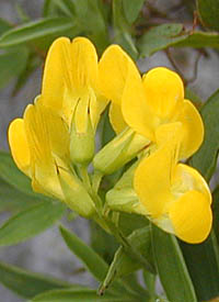 キバナノレンリソウの花序