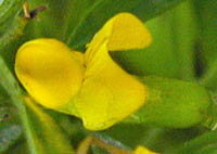 キバナノレンリソウの花