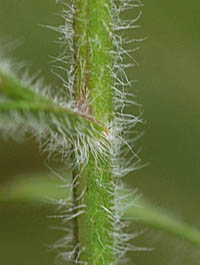 キダチコンギクの茎