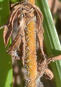 キダチコンギクの茎の下部