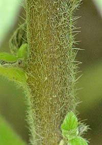 キダチルリソウの茎