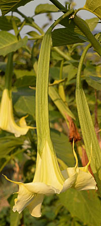 キダチチョウセンアサガオの花