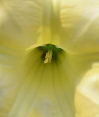 キダチチョウセンアサガオの花の雄しべ