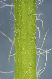 キクノハアオイの茎