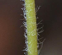 キクザキイチゲの茎
