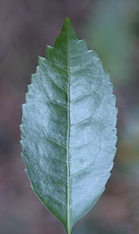 キミノセンリョウの葉表