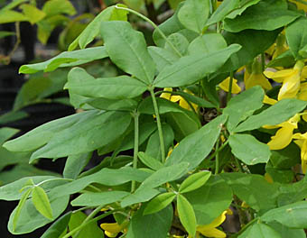キングサリ Laburnum Anagyroides マメ科 Fabaceae キングサリ属 三河の植物観察
