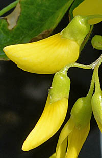キングサリ Laburnum Anagyroides マメ科 Fabaceae キングサリ属 三河の植物観察