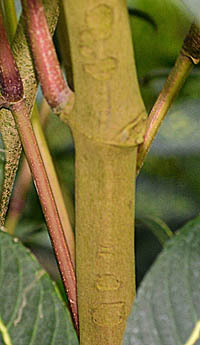  キンヨウボクの茎