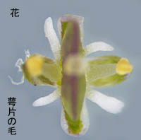 キレハマメグンバイナズナ花