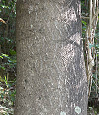 キリの老木の幹