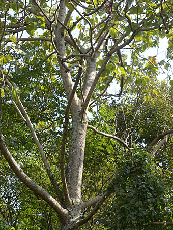 キリ Paulownia Tomentosa キリ科 Paulowniaceae キリ属 三河の植物観察
